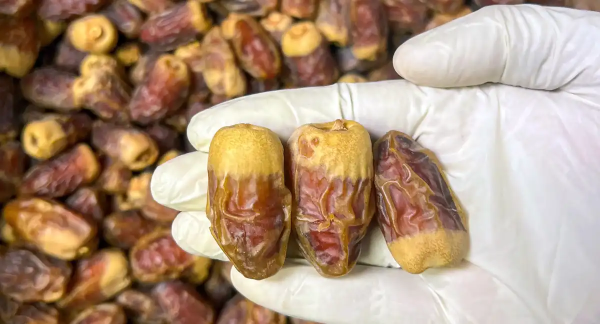 پاکستانی کھجور